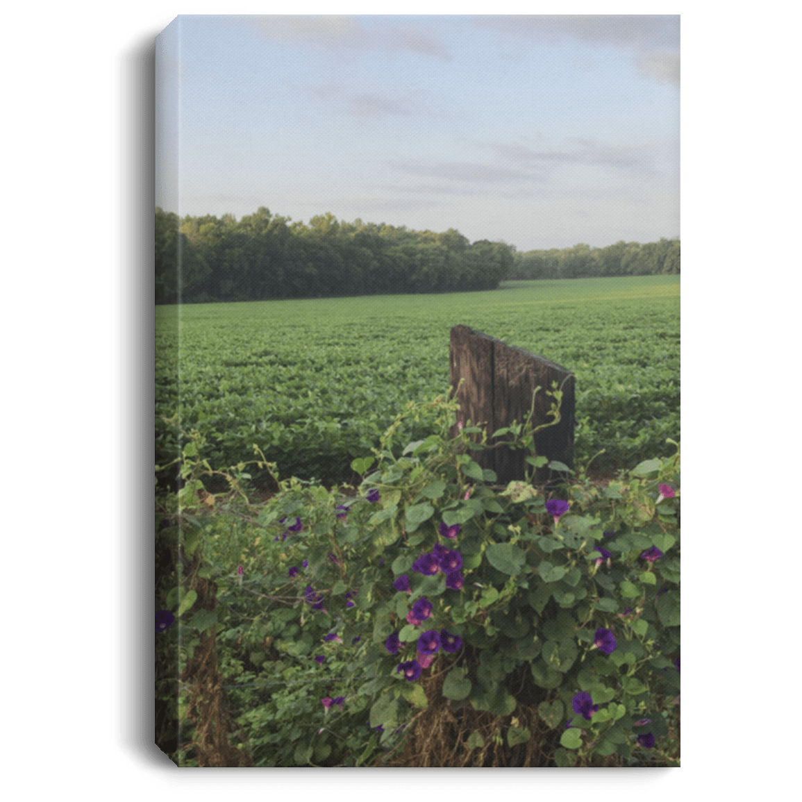 CustomCat Housewares White / 8" x 12" CANPO75 Morning Glory Sunrise: Rustic Fence & Soybean Field Canvas Print - Countryside Charm Wall Art Portrait Canvas .75in