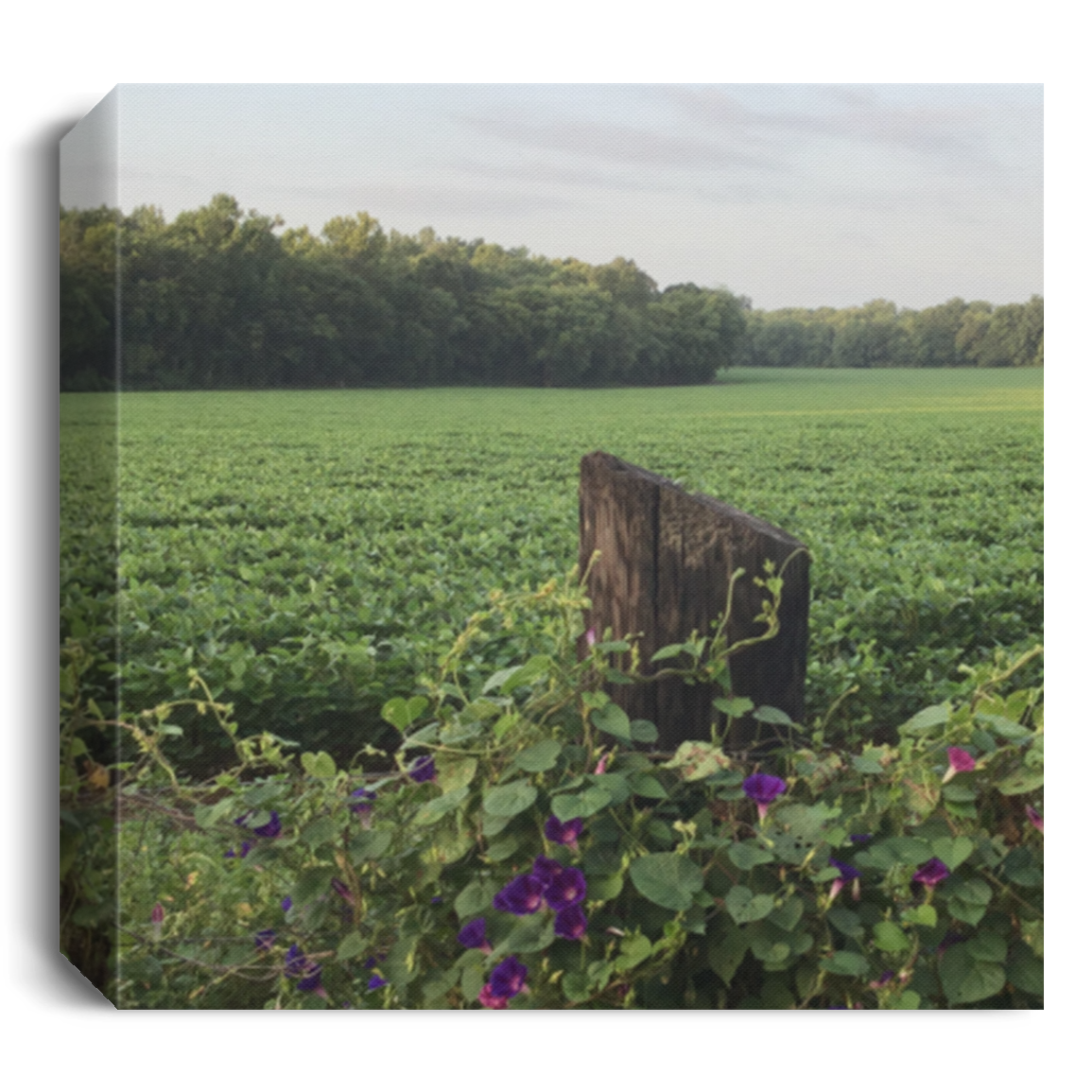 CustomCat Housewares White / 8" x 8" CANSQ75 Morning Glory Sunrise: Rustic Fence & Soybean Field Canvas Print - Countryside Charm Wall Art